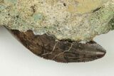 .7" Serrated, Juvenile Tyrannosaur Tooth - Judith River Formation - #200263-2